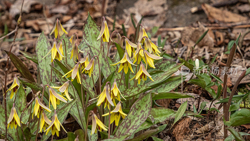 Érythrone d'Amérique， (Erythronium americanum)，黄鳟百合。